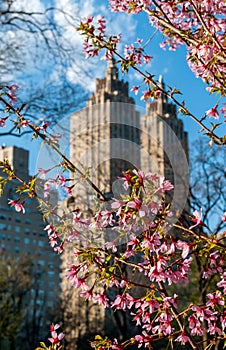 Spring blossoms with urban background