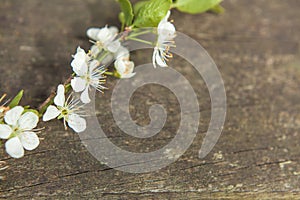 Spring Blossoms on weathered wood background