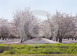 Spring blosssom garden