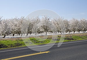 Spring blosssom garden
