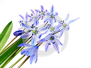 Spring blue bells - scilla flowers isolated