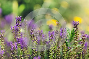 Spring blue flower background