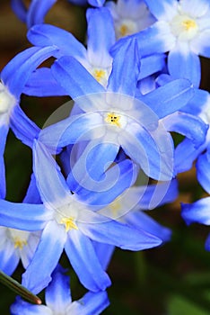 Spring blue flower Scilla luciliae