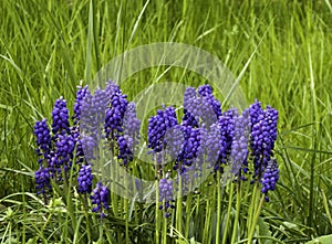 Da bellissimo primavera giardino mattone parete erba verde un blu fiori un chicco di vino 