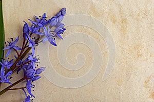 Spring blue flowers of Scilla bifolia on old yellow paper background with blank space for text. Floral frame for greeting or