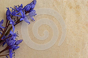Spring blue flowers of Scilla bifolia on old yellow paper background with blank space for text. Floral frame for greeting or