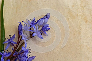 Spring blue flowers of Scilla bifolia on old yellow paper background with blank space for text. Floral frame for greeting or