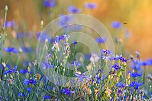 Spring blue flowers at sunset