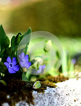 Spring blue flowers