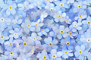 Spring blue forget-me-nots flowers posy