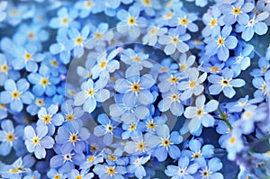 Spring blue forget-me-nots flowers posy, pastel background