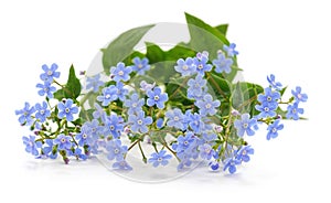 Spring blue forgetmenots flowers