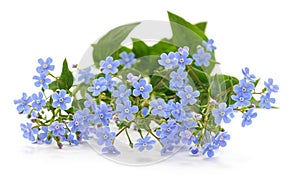 Spring blue forgetmenots flowers photo