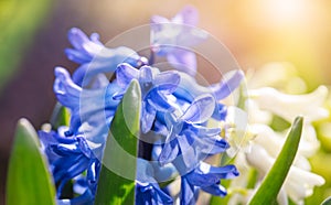 Spring blue hyacinth. Blooming flower on flowerbed