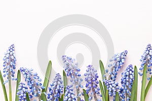 Spring blue muscari flowers. Muscari flowers on pink pastel background. Spring greeting card