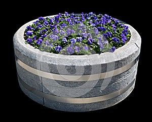 Spring blue Pansies bloom in a street concrete flowerpot isolated