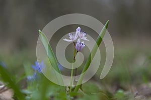 Spring blue-purple flower.Spring flower in the forest.