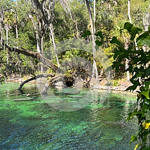 The spring at Blue Springs State Park in Orange City, Florida