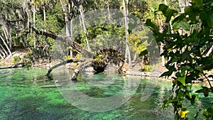 The spring at Blue Springs State Park in Orange City, Florida photo