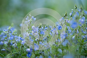 Spring blue veronica flowers Germander, Speedwell