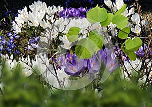 Spring blue white lilac  crocuses flowers blue sky and sunny weather  light yellow trees beam  natuere landscape