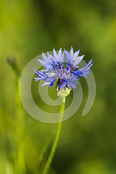 Spring blue wild flower in a meadow