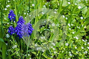 spring blue wild flowers and green foliage
