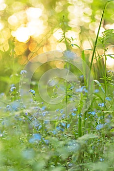Spring Blue wild flowers and green plants on meadow in sunlight. Nature blurred bokeh background