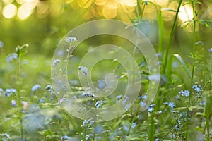 Spring Blue wild flowers and green plants on meadow in sunlight. Nature blurred bokeh background