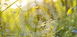 Spring Blue wild flowers and plants on meadow in yellow sunlight. Nature blurred bokeh background, panorama