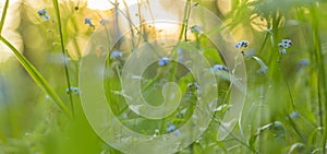 Spring Blue wild flowers and plants on meadow in yellow sunlight. Nature blurred bokeh background, panorama