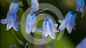 Spring Bluebell Flowers