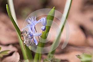 Spring bluebells