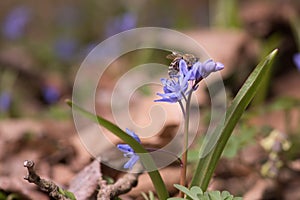 Spring bluebells