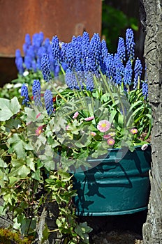 Spring bluebells in flowerpot