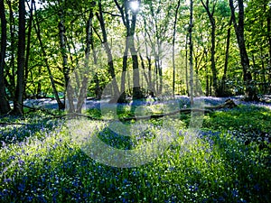 Spring bluebells in a lush forest with dappled sunshine