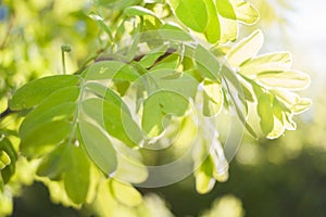 Spring blurred background with soft focus with sun-drenched green rowan leaves.