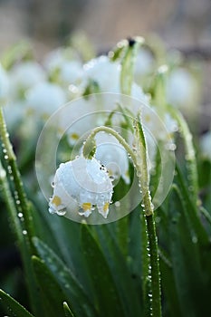 Spring blurred floral background with drops and bokeh, Birth of a new life. Snowdrops run in the sun, selective focus, screen