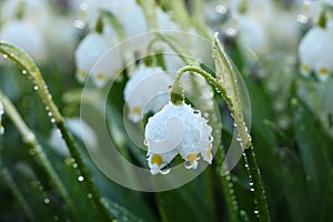 Spring blurred floral background with drops and bokeh, Birth of a new life. Snowdrops run in the sun, selective focus, screen