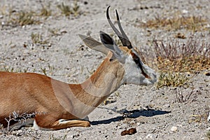 Spring bock antelope Antidorcas marsupialis in the Savannah