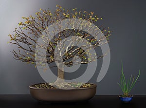 Spring bonsai elm tree