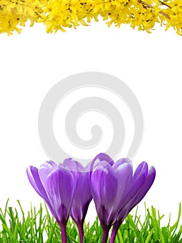 Spring border in 3 colors