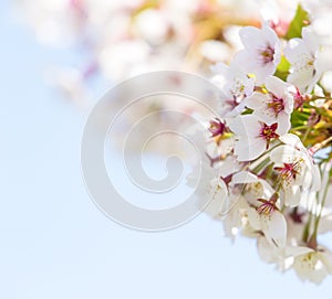 Spring border abstract blured background art with pink sakura or cherry blossom