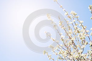 Spring border abstract blured background art with pink sakura or cherry blossom