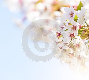 Spring border abstract blured background art with pink sakura or cherry blossom