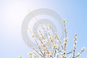 Spring border abstract blured background art with pink sakura or cherry blossom
