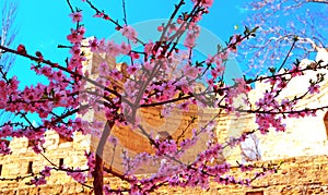 Spring border or background art with pink blossom