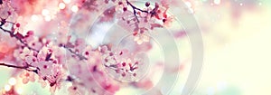 Spring border or background art with pink blossom