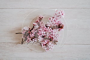 Spring border or background art with pink blossom. Beautiful nature scene with almond tree flowers indoors. Springtime