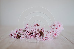 Spring border or background art with pink blossom. Beautiful nature scene with almond tree flowers indoors. Springtime